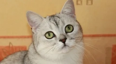 Co nie może karmić kotów, aby nie zaszkodzić